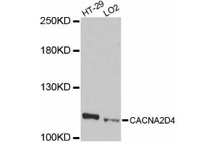 Western blot analysis of extracts of various cell lines, using CACNA2D4 antibody (ABIN5997348) at 1/1000 dilution. (CACNA2D4 anticorps)