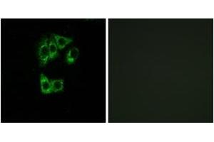 Immunofluorescence (IF) image for anti-GTPase, IMAP Family Member 2 (GIMAP2) (AA 201-250) antibody (ABIN2890360) (GIMAP2 anticorps  (AA 201-250))