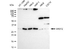 anti-serine/arginine-Rich Splicing Factor 2 (SRSF2) antibody