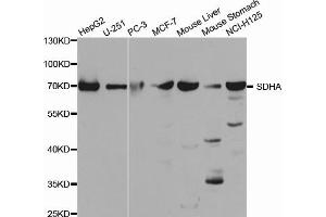 Western Blotting (WB) image for anti-Succinate Dehydrogenase Complex, Subunit A, Flavoprotein (Fp) (SDHA) antibody (ABIN1874712) (SDHA anticorps)