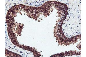 Image no. 1 for anti-Arginyl Aminopeptidase (Aminopeptidase B) (RNPEP) antibody (ABIN1500729) (RNPEP anticorps)