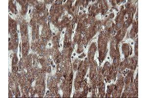 Image no. 1 for anti-Trafficking Protein Particle Complex 4 (TRAPPC4) antibody (ABIN1501265)