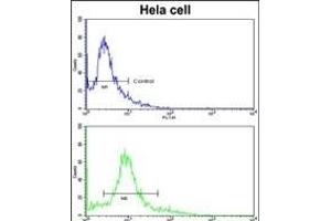 Flow cytometric analysis of hela cells using ACTR3 Antibody (C-term)(bottom histogram) compared to a negative control cell (top histogram). (ACTR3 anticorps  (C-Term))