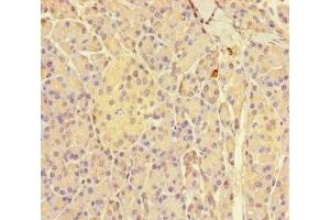Immunohistochemistry of paraffin-embedded human pancreatic tissue using ABIN7154182 at dilution of 1:100 (GNMT anticorps  (AA 2-295))