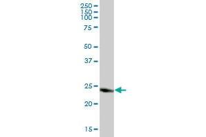CLIC3 MaxPab polyclonal antibody.