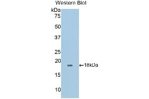 Western Blotting (WB) image for anti-CD40 Ligand (CD40LG) (AA 111-261) antibody (ABIN3209271) (CD40 Ligand anticorps  (AA 111-261))