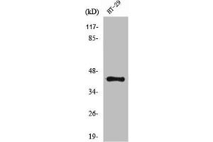 Western Blot analysis of HT29 cells using NPY2-R Polyclonal Antibody
