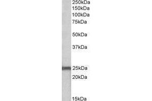 AP21287PU-N NDUFS8 antibody staining of Mouse Heart lysate at 0. (NDUFS8 anticorps  (Internal Region))