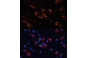 Immunofluorescence analysis of C6 cells using HSP70/HSP Polyclonal Antibody (2948) at dilution of 1:100 (40x lens). (HSP70 1A anticorps  (AA 500-600))
