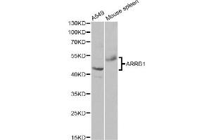 Western blot analysis of extracts of various cell lines, using ARRB1 antibody. (beta Arrestin 1 anticorps)