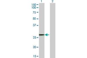 Western Blot analysis of TP53TG1 expression in transfected 293T cell line by TP53TG1 MaxPab polyclonal antibody. (TP53TG1 anticorps  (AA 1-90))