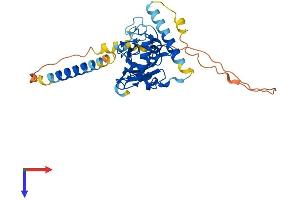 AlphaFold protein structure predicition of Human Recombinant UBE2J1 Protein, UniprotID Q9Y385