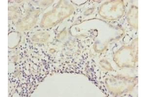 Immunohistochemistry of paraffin-embedded human kidney tissue using ABIN7165217 at dilution of 1:100 (CNIH4 anticorps  (AA 78-117))