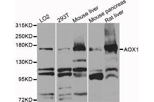 Western blot analysis of extracts of various cell lines, using AOX1 antibody (ABIN5971856) at 1/1000 dilution. (AOX1 anticorps)