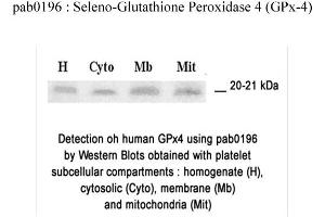 Image no. 1 for anti-Glutathione Peroxidase 4 (GPX4) (N-Term) antibody (ABIN347063)