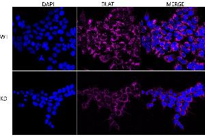 Immunocytochemical staining of HeLa cells using DLAT antibody (ABIN7798336), 1:1,000), Top panel: wild-type (WT), Bottom panal: DLAT shRNA knockdown (KD).
