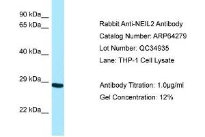 Western Blotting (WB) image for anti-Endonuclease 8-like 2 (NEIL2) (N-Term) antibody (ABIN971254) (NEIL2 anticorps  (N-Term))