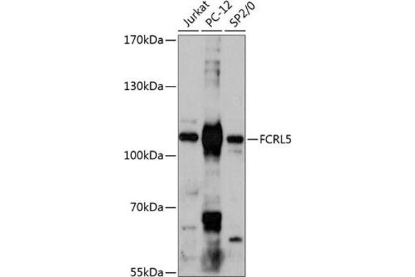 FCRL5 anticorps  (AA 16-190)