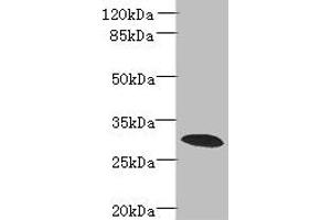 Western blot All lanes: PDCL2 antibody at 4 μg/mL + Rat gonadal tissue Secondary Goat polyclonal to rabbit IgG at 1/10000 dilution Predicted band size: 29 kDa Observed band size: 29 kDa (PDCL2 anticorps  (AA 1-241))