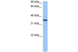 WB Suggested Anti-HNRNPA2B1  Antibody Titration: 0. (HNRNPA2B1 anticorps  (N-Term))