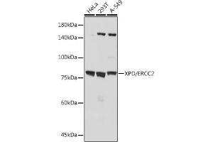 Western blot analysis of extracts of various cell lines, using XPD/ERCC2 antibody (ABIN7267057) at 1:1000 dilution. (ERCC2 anticorps)