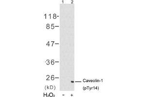 Western blot analysis of extracts from 3T3 cells untreated(lane 1) or treated with H2O2(lane 2) using Caveolin-1(Phospho-Tyr14) Antibody.