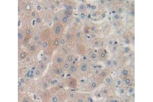 IHC-P analysis of Human Tissue, with DAB staining. (INHBE anticorps  (AA 237-350))
