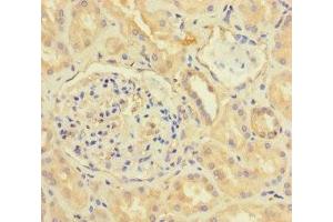 Immunohistochemistry of paraffin-embedded human kidney tissue using ABIN7153143 at dilution of 1:100 (CX3CL1 anticorps  (AA 25-100))