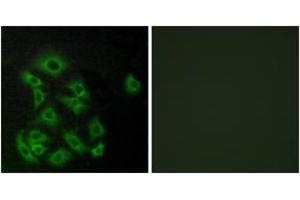 Immunofluorescence analysis of A549 cells, using EDG8 Antibody. (S1PR5 anticorps  (AA 335-384))