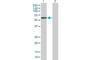 Western Blot analysis of GDF9 expression in transfected 293T cell line by GDF9 MaxPab polyclonal antibody. (GDF9 anticorps  (AA 1-454))