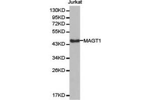 Western Blotting (WB) image for anti-Magnesium Transporter 1 (MAGT1) antibody (ABIN1876277) (MAGT1 anticorps)