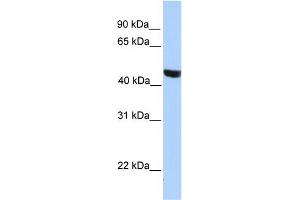 WB Suggested Anti-MSL3L2 Antibody Titration:  0.