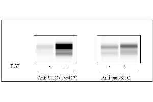 A431 cells were treated or untreated with EGF. (SHC1 Kit ELISA)