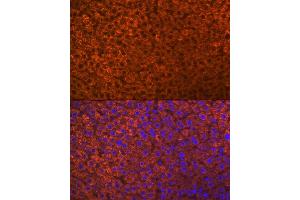 Immunofluorescence analysis of rat liver using PON1 Rabbit mAb (ABIN7269172) at dilution of 1:100 (40x lens).