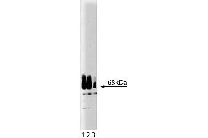 Western blot analysis of Paxillin on a A431 lysate. (Paxillin anticorps  (AA 1-557))