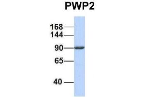 Host:  Rabbit  Target Name:  PWP2  Sample Type:  721_B  Antibody Dilution:  1. (PWP2 anticorps  (Middle Region))