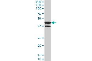 MAPK13 monoclonal antibody (M01), clone 2C10-1C7.