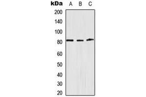 Western blot analysis of Alpha-adducin expression in HeLa (A), Raw264.