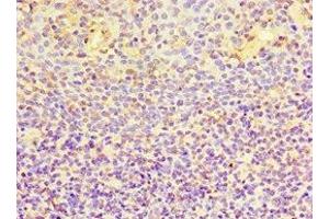 Immunohistochemistry of paraffin-embedded human tonsil tissue using ABIN7168365 at dilution of 1:100 (EWSR1 anticorps  (AA 1-300))