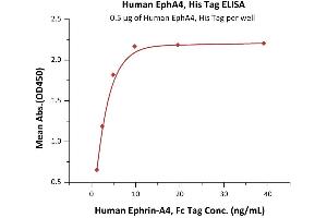 Immobilized Human EphA4, His Tag (ABIN6938936,ABIN6950965) at 5 μg/mL (100 μL/well) can bind Human Ephrin-A4, Fc Tag (ABIN2181031,ABIN2181030) with a linear range of 0.
