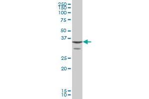 ANXA1 MaxPab polyclonal antibody.