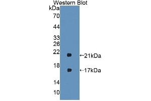 Western blot analysis of the recombinant protein. (IFNB1 anticorps  (AA 23-169))