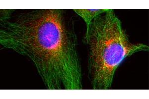 Indirect immunofluorescence on 3T3 cells (dilution 1 : 100; red) in combination with the monoclonal antibody against α-tubulin (cat.