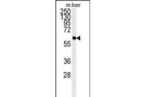 PCYXL Antibody (C-term) (ABIN651800 and ABIN2840404) western blot analysis in mouse liver tissue lysates (15 μg/lane). (PCYOX1L anticorps  (C-Term))