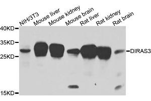 Western blot analysis of extracts of various cells, using DIRAS3 antibody. (DIRAS3 anticorps)