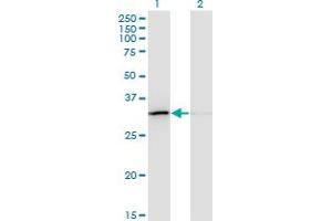 Western Blot analysis of EXOSC3 expression in transfected 293T cell line by EXOSC3 monoclonal antibody (M03), clone 5C3.