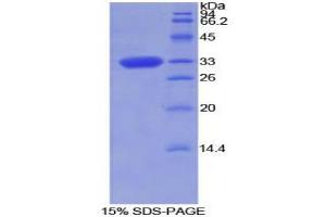 SDS-PAGE analysis of Rat Torsin 2A Protein. (TOR2A Protéine)