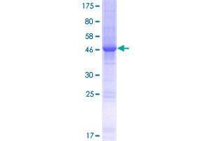 Image no. 1 for SPC24, NDC80 Kinetochore Complex Component, Homolog (SPC24) (AA 1-197) protein (GST tag) (ABIN1321121)