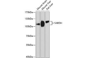 Western blot analysis of extracts of various cell lines, using SARDH Antibody (ABIN6128753, ABIN6147379, ABIN6147380 and ABIN6225034) at 1:3000 dilution. (SARDH anticorps  (AA 300-560))