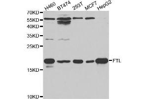 Western blot analysis of extracts of various cell lines, using FTL antibody (ABIN5970889) at 1/1000 dilution. (FTL anticorps)